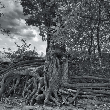 Photographie intitulée "RACINES 1" par Rémy Vallée, Œuvre d'art originale, Photographie numérique