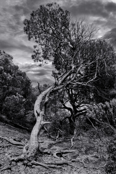 Fotografia intitulada "RACINES DE L'ESTERE…" por Rémy Vallée, Obras de arte originais, Fotografia digital