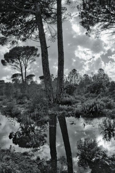 Fotografia intitulada "Dans la forêt après…" por Rémy Vallée, Obras de arte originais, Fotografia Não Manipulada