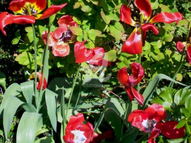 Fotografia zatytułowany „Jardin botanique” autorstwa Renaud Klumpp, Oryginalna praca, Fotografia cyfrowa