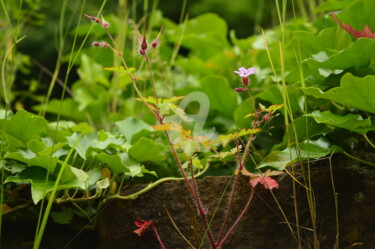 Fotografia intitulada "Fleurs et lierres" por Renaud Klumpp, Obras de arte originais, Fotografia digital