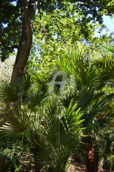 Photographie intitulée "Jardí Botànic de Ba…" par Renaud Klumpp, Œuvre d'art originale, Photographie numérique