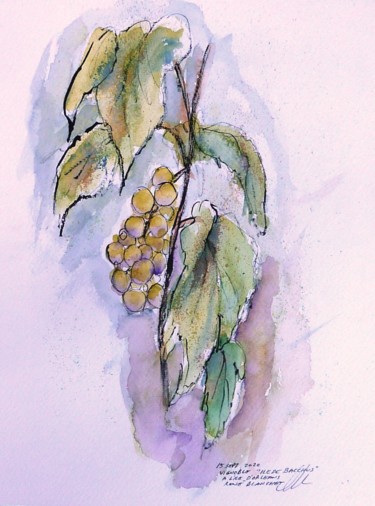 Dessin intitulée "Vigne du vignoble I…" par René Blanchet, Œuvre d'art originale, Encre