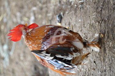 Fotografia intitulada "galo" por Cesar Valerio, Obras de arte originais, Outro