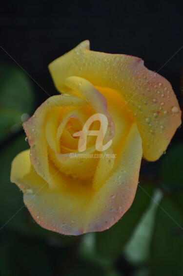 Photographie intitulée "rosa amarela" par Cesar Valerio, Œuvre d'art originale
