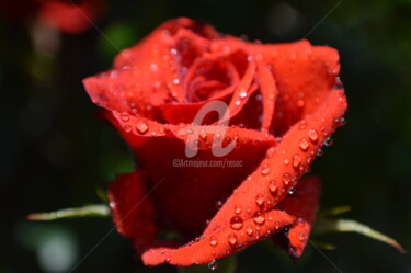 Photographie intitulée "rosa vermelha" par Cesar Valerio, Œuvre d'art originale