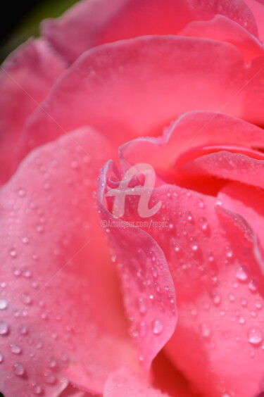 Fotografia intitulada "rosa" por Cesar Valerio, Obras de arte originais