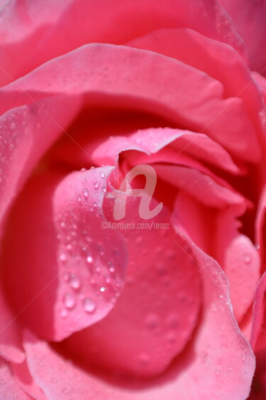 Photography titled "rosa" by Cesar Valerio, Original Artwork