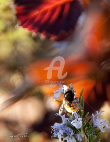 Photographie intitulée "Abeille" par Karine Revillon, Œuvre d'art originale