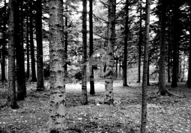 Photographie intitulée "Arbre" par Karine Revillon, Œuvre d'art originale