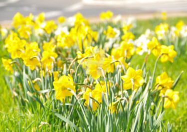 Fotografia intitolato "Jonquilles" da Karine Revillon, Opera d'arte originale