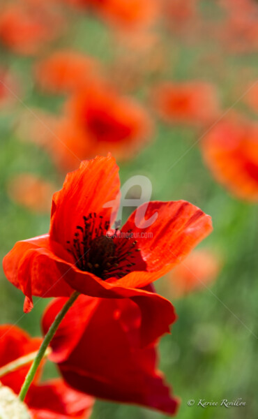 Photography titled "COQUELICOT" by Karine Revillon, Original Artwork
