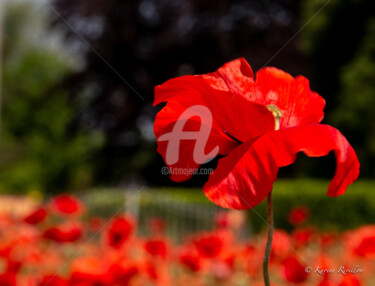 Photography titled "COQUELICOT2" by Karine Revillon, Original Artwork, Digital Photography