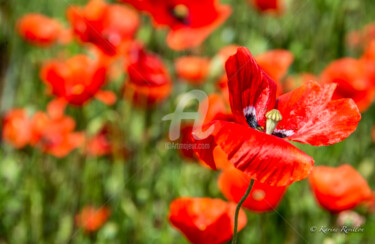 Photographie intitulée "COQUELICOT" par Karine Revillon, Œuvre d'art originale