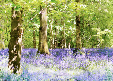 Fotografie getiteld "Forest of Dean Blue…" door Richard Fa White, Origineel Kunstwerk, Digitale fotografie