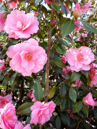 Photography titled "Camellia-rose" by Richard Gillet, Original Artwork, Digital Photography