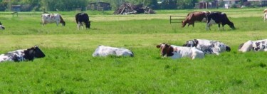 Photography titled "Dutch living cows" by Rob Arbouw, Original Artwork