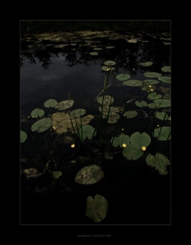 Photography titled "Nymphéa L" by Rob Arbouw, Original Artwork
