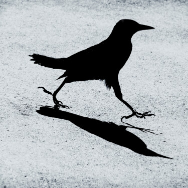 Φωτογραφία με τίτλο "Black Bird Strut" από Robbi Ling Montgomery, Αυθεντικά έργα τέχνης