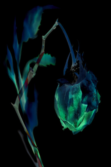 Цифровое искусство под названием "The Lantern" - Robbi Ling Montgomery, Подлинное произведение искусства, 2D Цифровая Работа