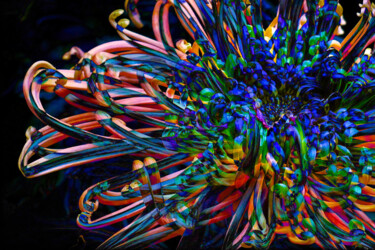 Arte digital titulada "Tangled Rainbow" por Robbi Ling Montgomery, Obra de arte original, Trabajo Digital 2D