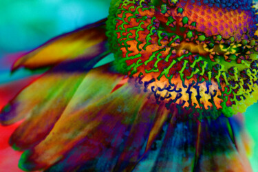 Digital Arts titled "Rainbow Coneflower" by Robbi Ling Montgomery, Original Artwork, 2D Digital Work