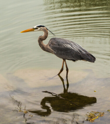 Photographie intitulée "Water Bird" par Robbi Ling Montgomery, Œuvre d'art originale