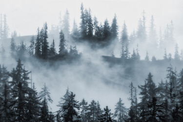 Digitale Kunst mit dem Titel "Trees in Fog" von Robbi Ling Montgomery, Original-Kunstwerk, 2D digitale Arbeit