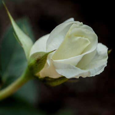 Fotografie getiteld "A Rose" door Robbi Ling Montgomery, Origineel Kunstwerk
