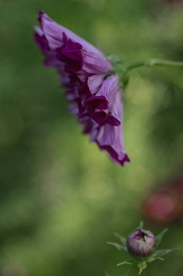Fotografie mit dem Titel "Grace in Purple" von Robbi Ling Montgomery, Original-Kunstwerk, Digitale Fotografie
