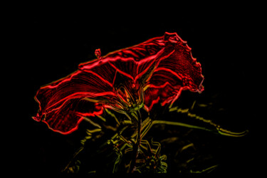 Digital Arts titled "Hibiscus Aglow" by Robbi Ling Montgomery, Original Artwork, 2D Digital Work