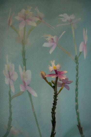 Arts numériques intitulée "Orchids Dance" par Robbi Ling Montgomery, Œuvre d'art originale, Photo montage