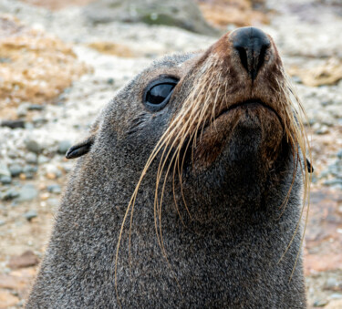 Photographie intitulée "Wary Fur Seal" par Robbi Ling Montgomery, Œuvre d'art originale, Photographie numérique