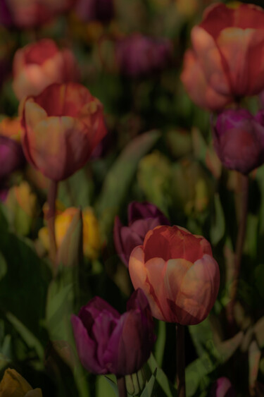 Digital Arts titled "Tulips" by Robbi Ling Montgomery, Original Artwork, 2D Digital Work