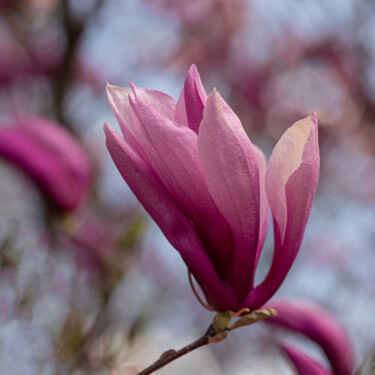 Фотография под названием "Magnolia" - Robbi Ling Montgomery, Подлинное произведение искусства, Цифровая фотография