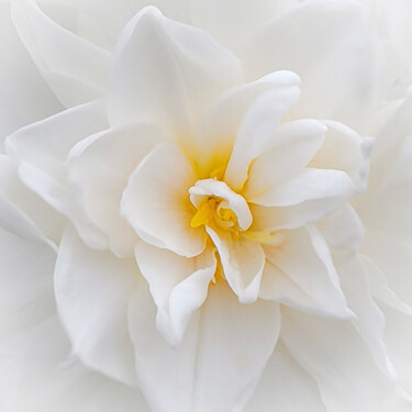 Fotografia intitolato "Sweet Daffodil" da Robbi Ling Montgomery, Opera d'arte originale, Fotografia digitale