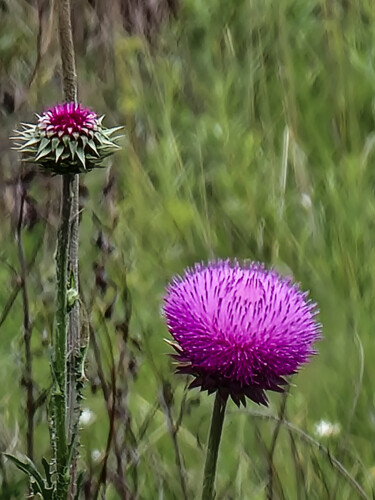 Photography titled "Thistles" by Robbi Ling Montgomery, Original Artwork, Digital Photography