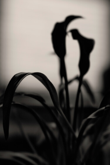 Fotografía titulada "Lily Shadow" por Robbi Ling Montgomery, Obra de arte original, Fotografía digital