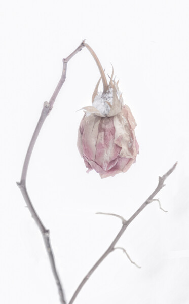 Photographie intitulée "Snowy Rose" par Robbi Ling Montgomery, Œuvre d'art originale, Photographie numérique