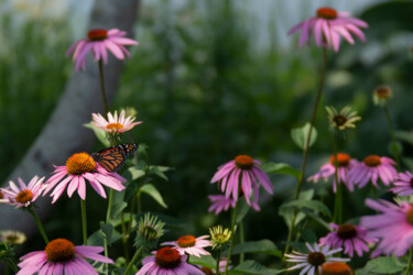 Fotografía titulada "Monarch at Work" por Robbi Ling Montgomery, Obra de arte original, Fotografía digital