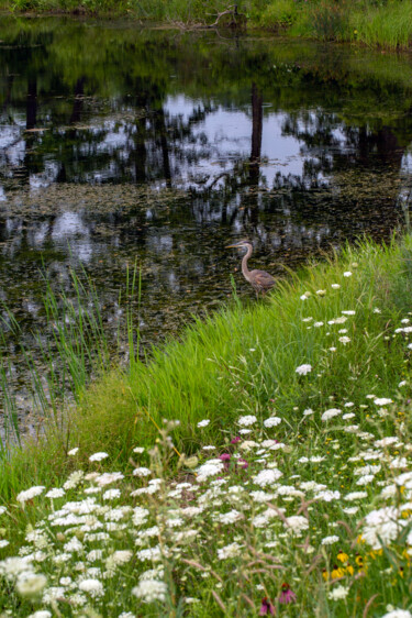 Фотография под названием "Serene Heron" - Robbi Ling Montgomery, Подлинное произведение искусства, Цифровая фотография