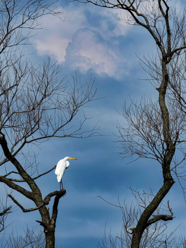 Fotografia zatytułowany „Heron Watch” autorstwa Robbi Ling Montgomery, Oryginalna praca, Fotografia cyfrowa