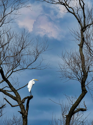 Fotografia intitolato "Heron Watch" da Robbi Ling Montgomery, Opera d'arte originale, Fotografia digitale