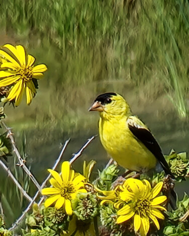 Fotografie getiteld "Goldfinch" door Robbi Ling Montgomery, Origineel Kunstwerk, Digitale fotografie