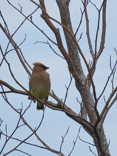 Photography titled "Cedar Waxwing" by Robbi Ling Montgomery, Original Artwork, Digital Photography