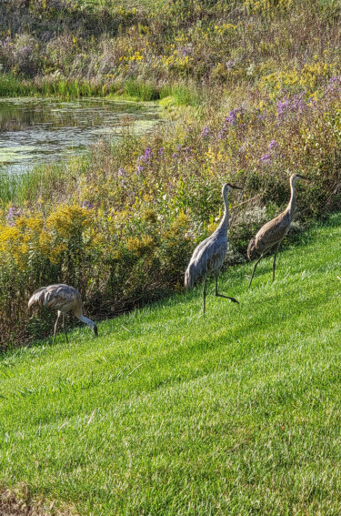 Photography titled "Sandhill Cranes 3" by Robbi Ling Montgomery, Original Artwork, Digital Photography