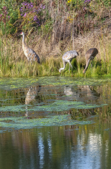 Photography titled "Sandhill Cranes 2" by Robbi Ling Montgomery, Original Artwork, Digital Photography