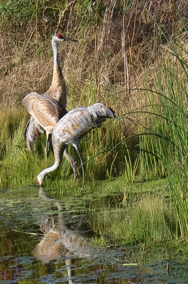 Photography titled "Sandhill Cranes" by Robbi Ling Montgomery, Original Artwork, Digital Photography
