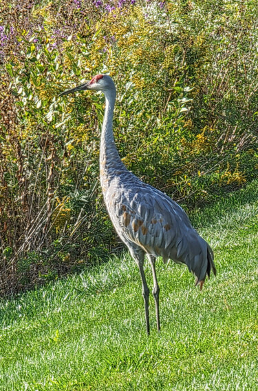 Photographie intitulée "Sandhill Crane" par Robbi Ling Montgomery, Œuvre d'art originale, Photographie numérique