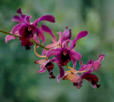 Photographie intitulée "Orchids" par Robbi Ling Montgomery, Œuvre d'art originale, Photographie numérique